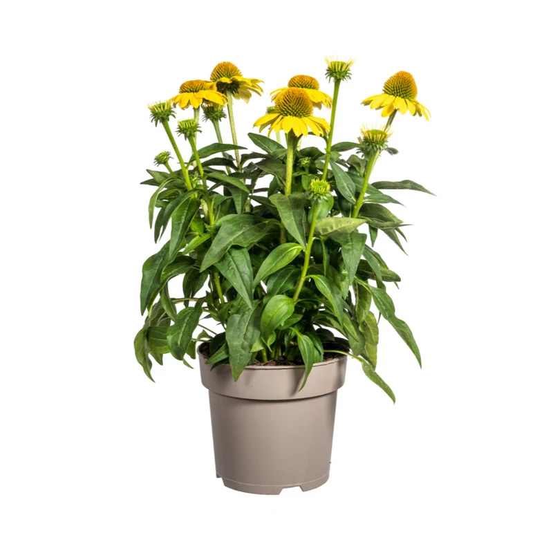 Echinacea Purpurea Yellow
