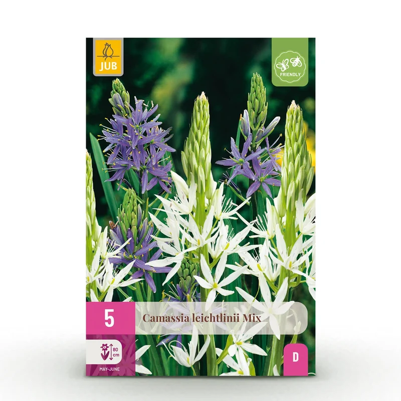 Camassia Leichtlinii Mix