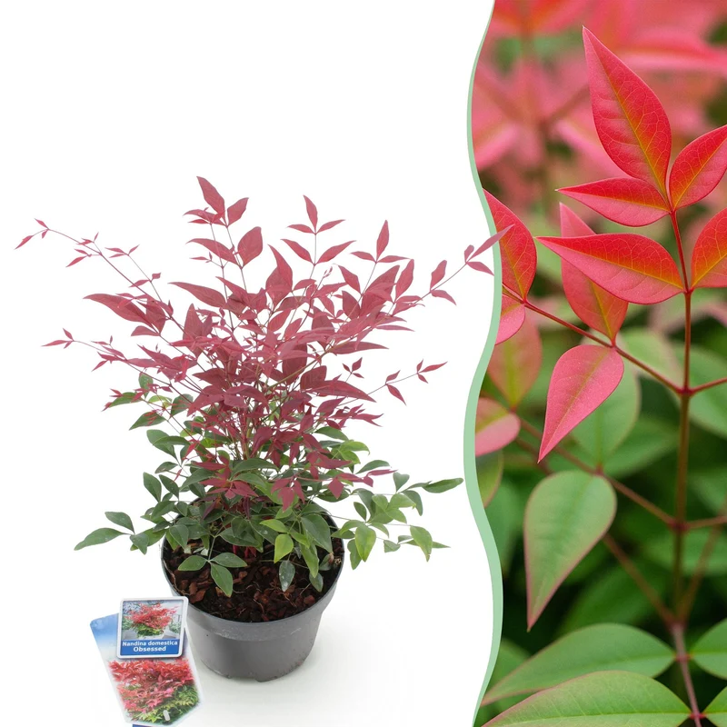 Nandina Obsessed