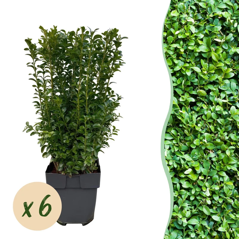 Buxus sempervirens