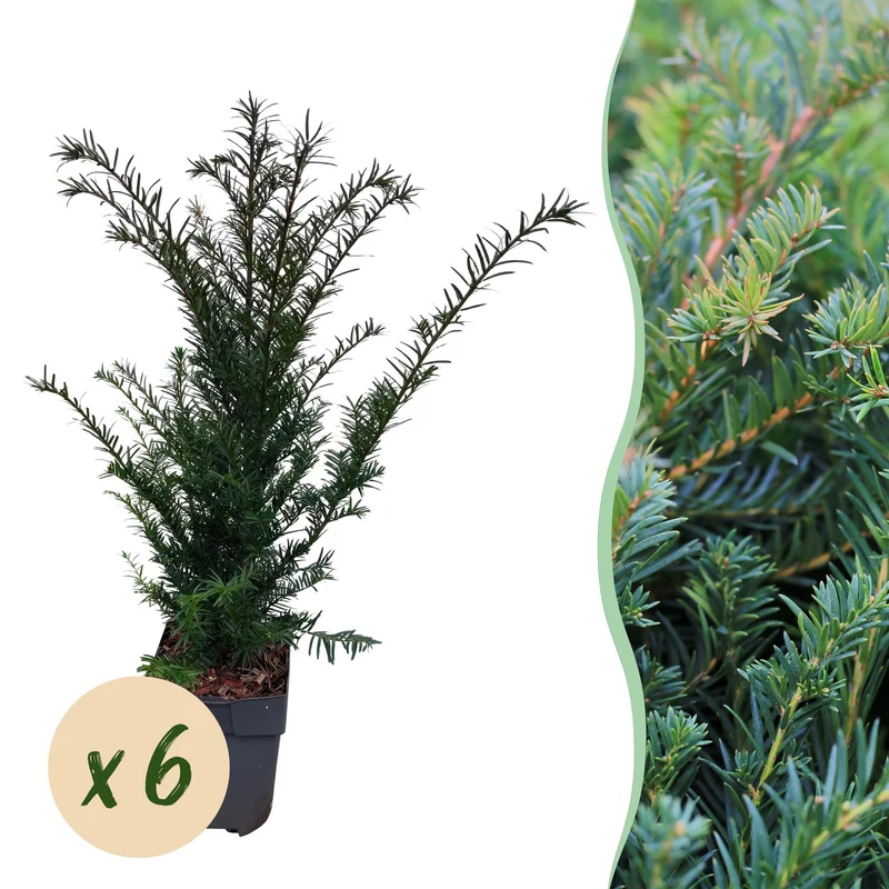 Taxus baccata