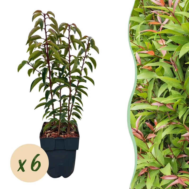 6x Prunus lusitanica Angustifolia
