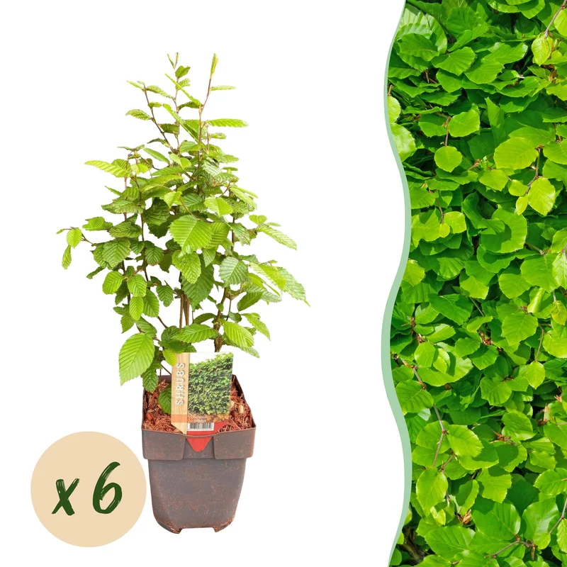 Carpinus betulus