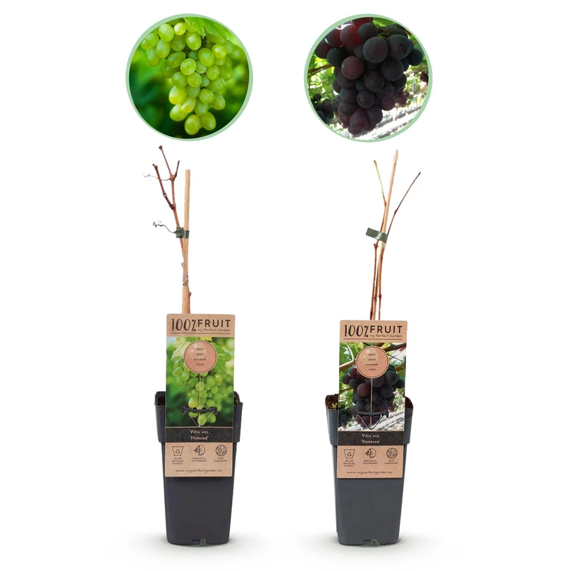 Vitis vinifera Himrod