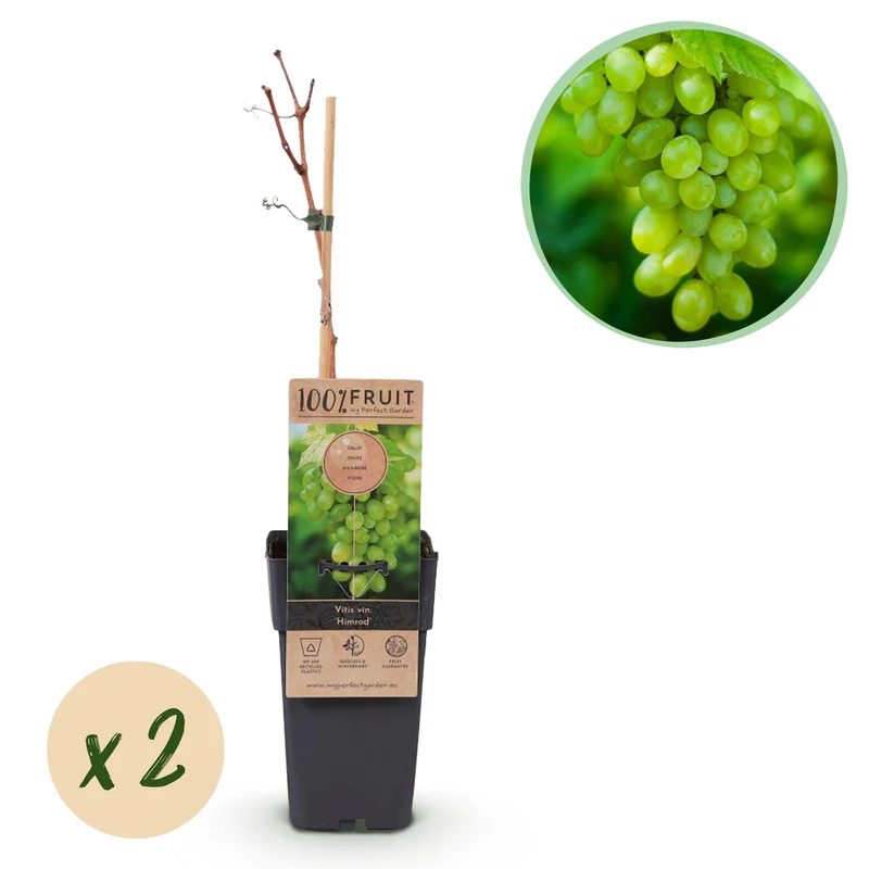 Vitis vinifera Himrod