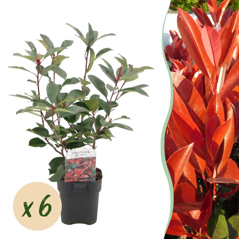 Photinia fraseri Red Robin