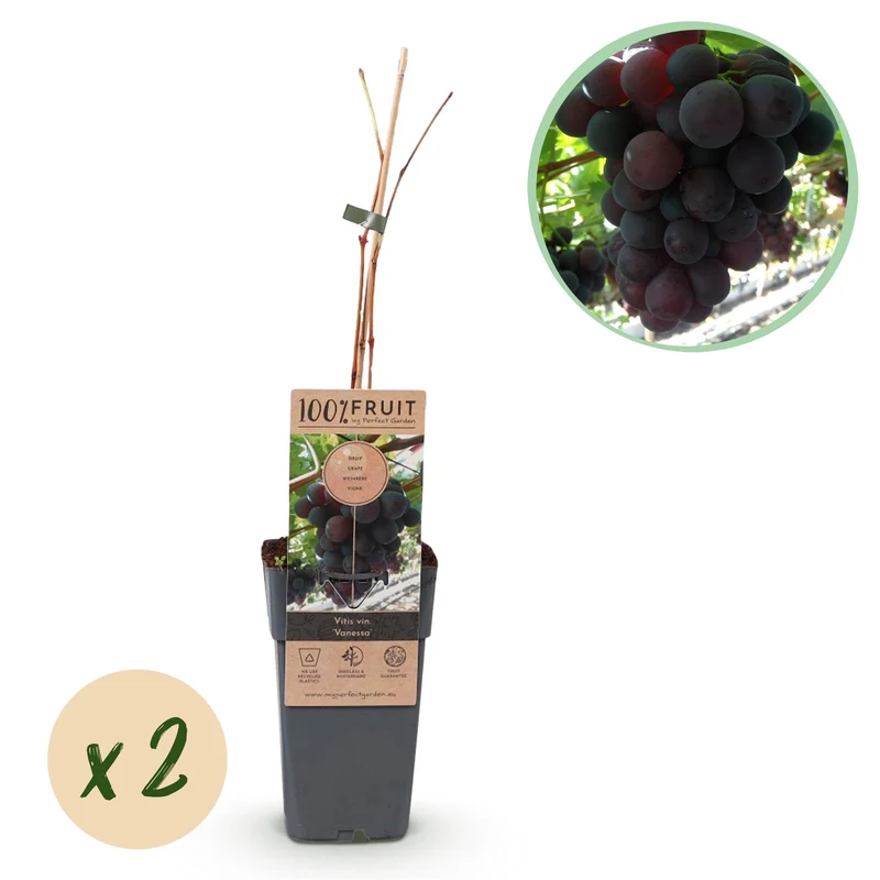 Vitis vinifera Vanessa