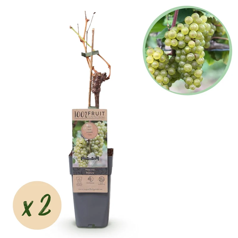 Vitis vinifera Bianca