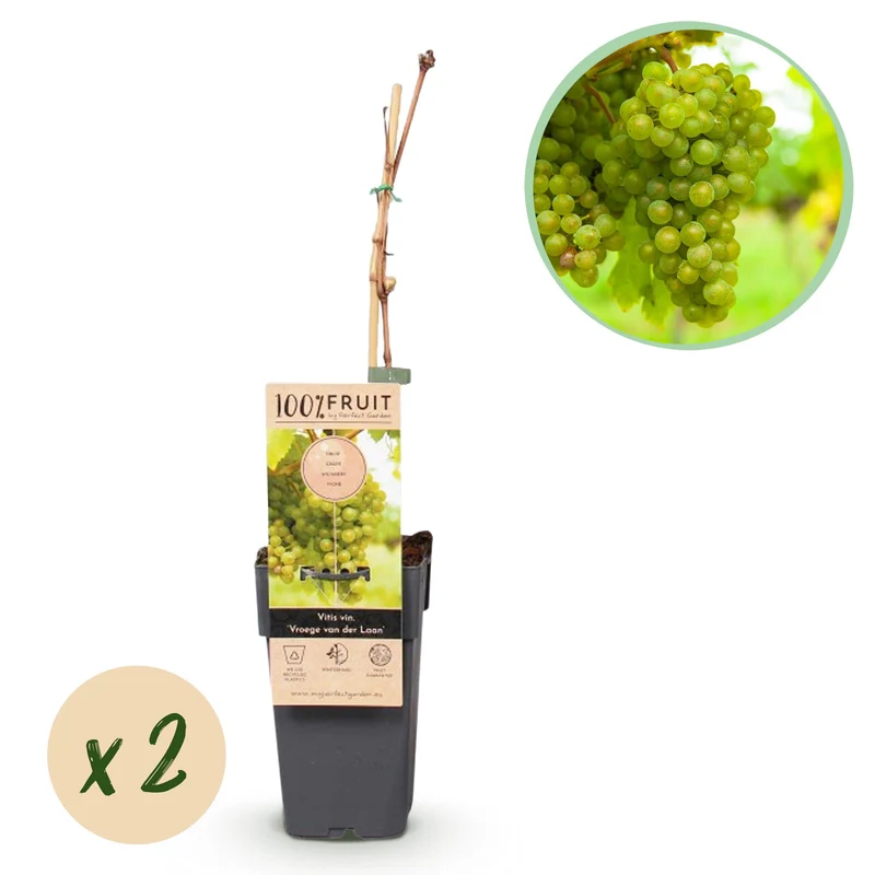 Vitis vinifera Vroege van der Laan