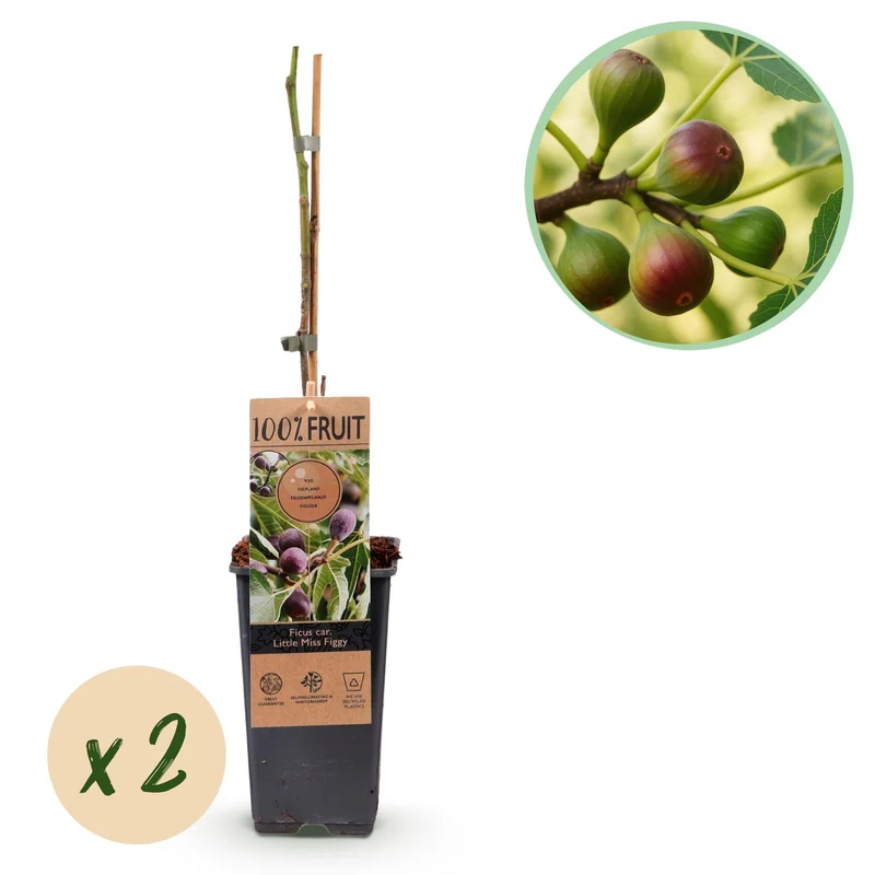 Ficus caria Little miss Figgy