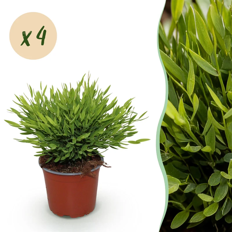 4x Pogonatherum Monica - Kamerbamboe