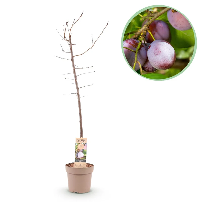 Prunus domestica Opal