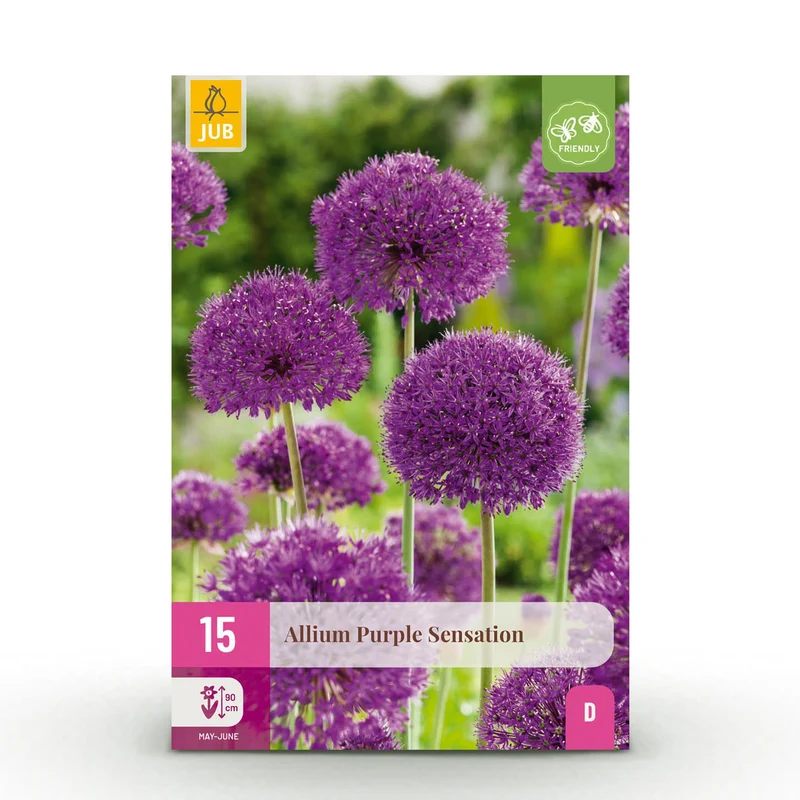 Allium Purple Sensation