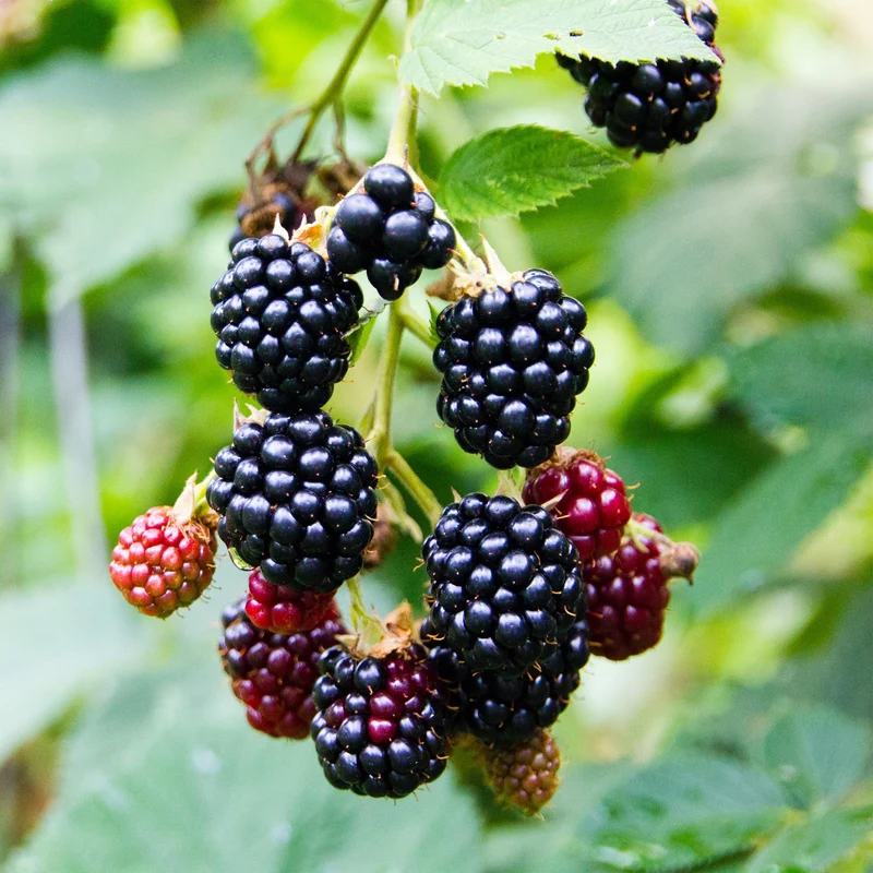2x Rubus fruticosus Triple Crown - Zwarte Braam