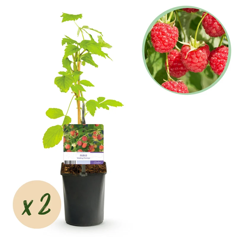 Frambozenplant Malling Promise, fruitgewas voor de tuin