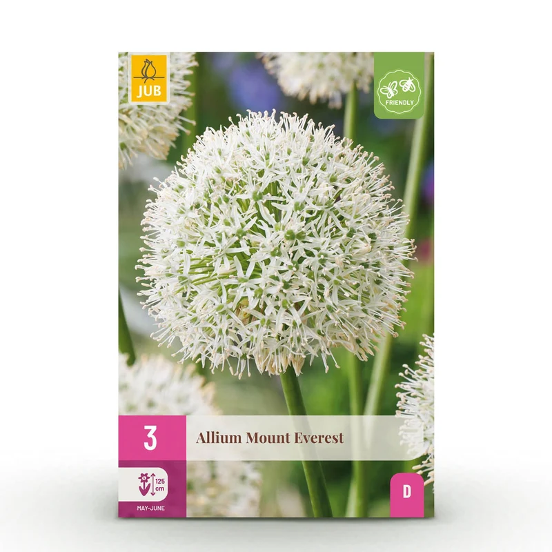Allium Mount Everest