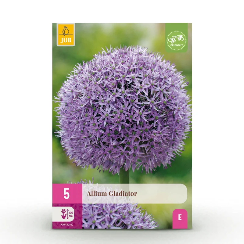 Allium Gladiator
