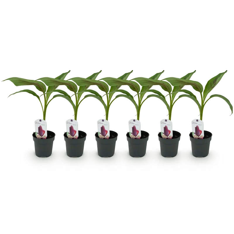 Bananen plant