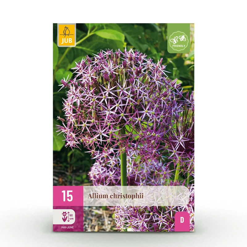 Allium Christophii