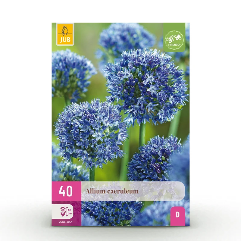 Allium Caeruleum
