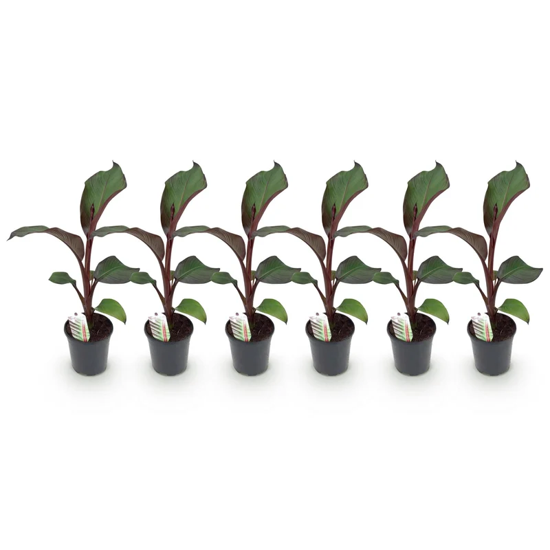 6x Bananen plant