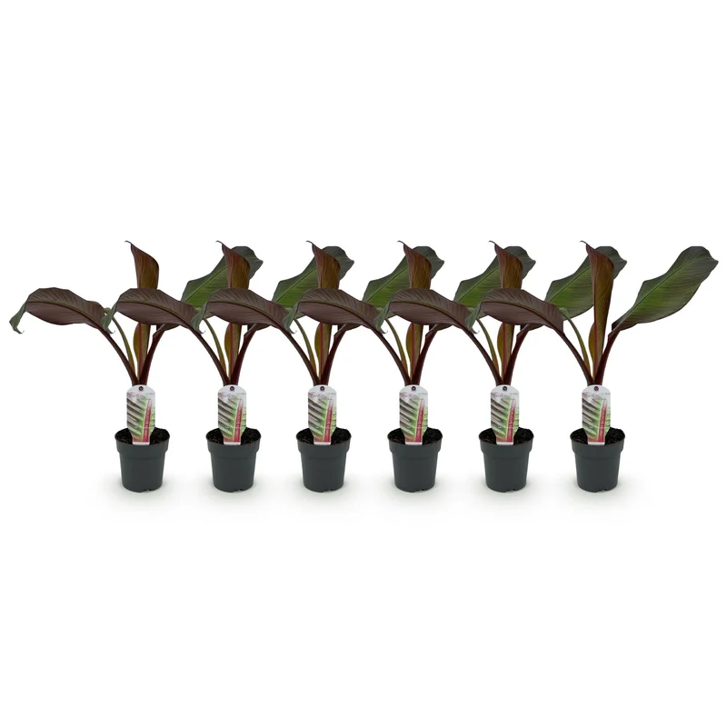 6x Bananen plant