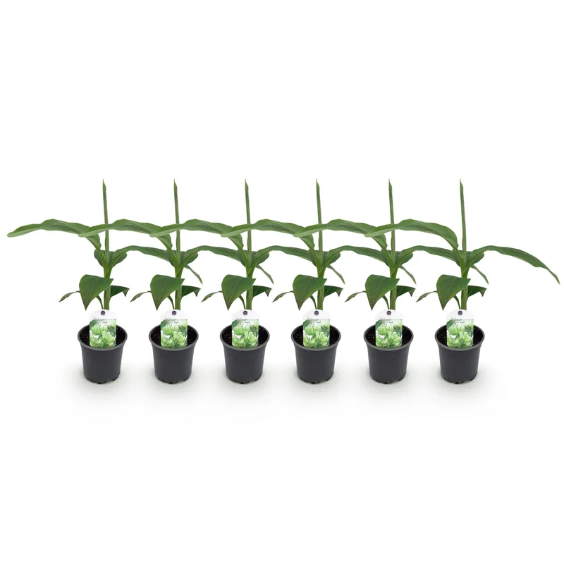 Bananen plant