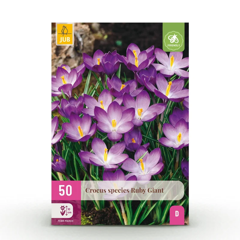 Crocus Ruby Giant