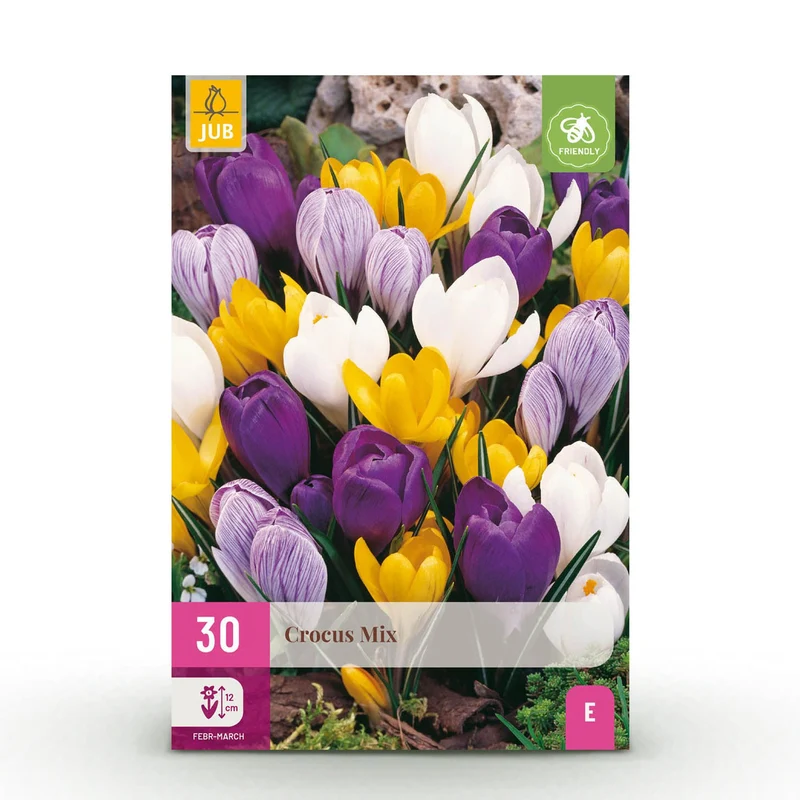 Crocus Large Flowering mix