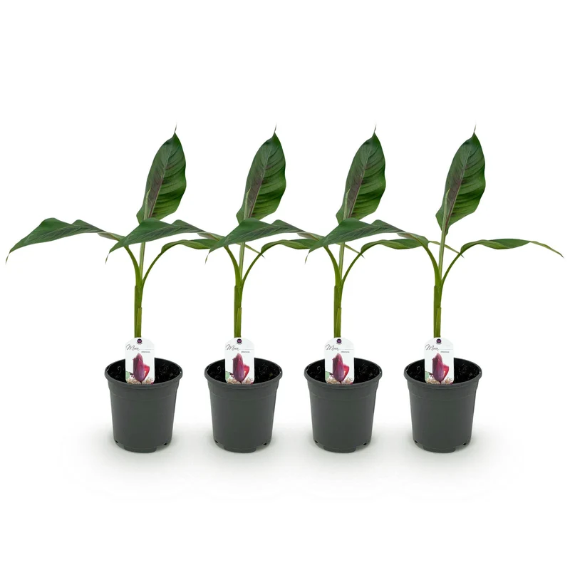 Bananen plant