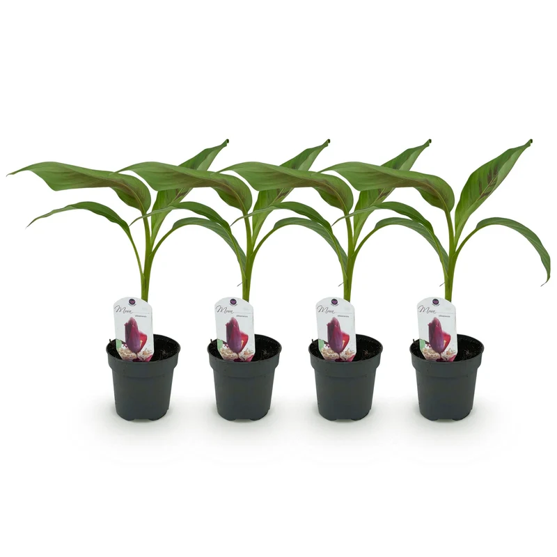 Bananen plant