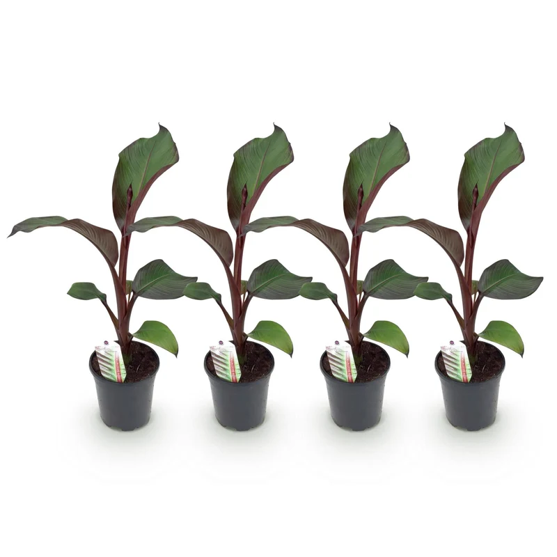 4x Rode Bananenplant - Ensete ventricosum 'Maurelii'