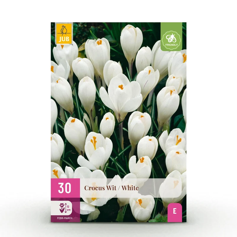Crocus White