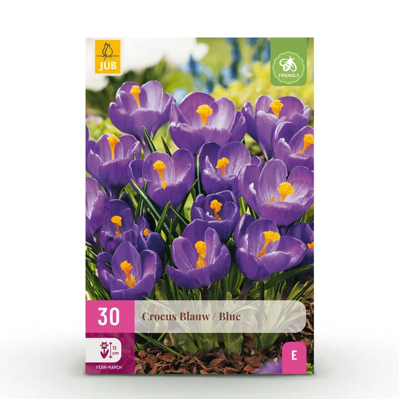 Crocus Blue
