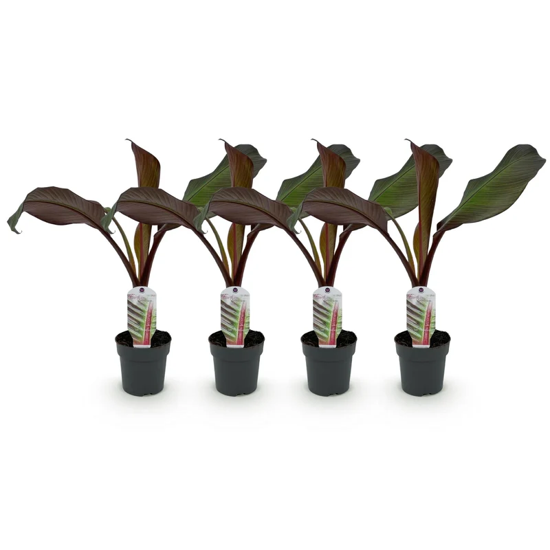 4x Bananen plant