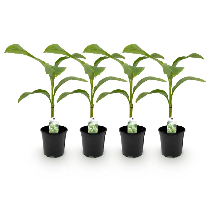 Bananen plant