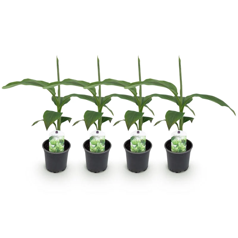 Bananen plant