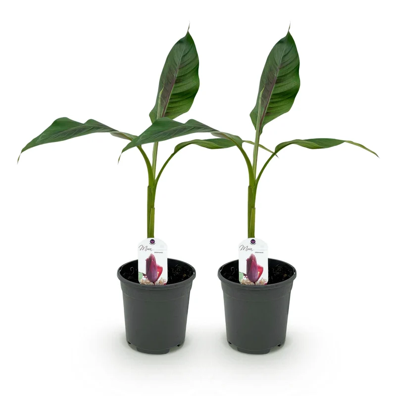 Bananen plant