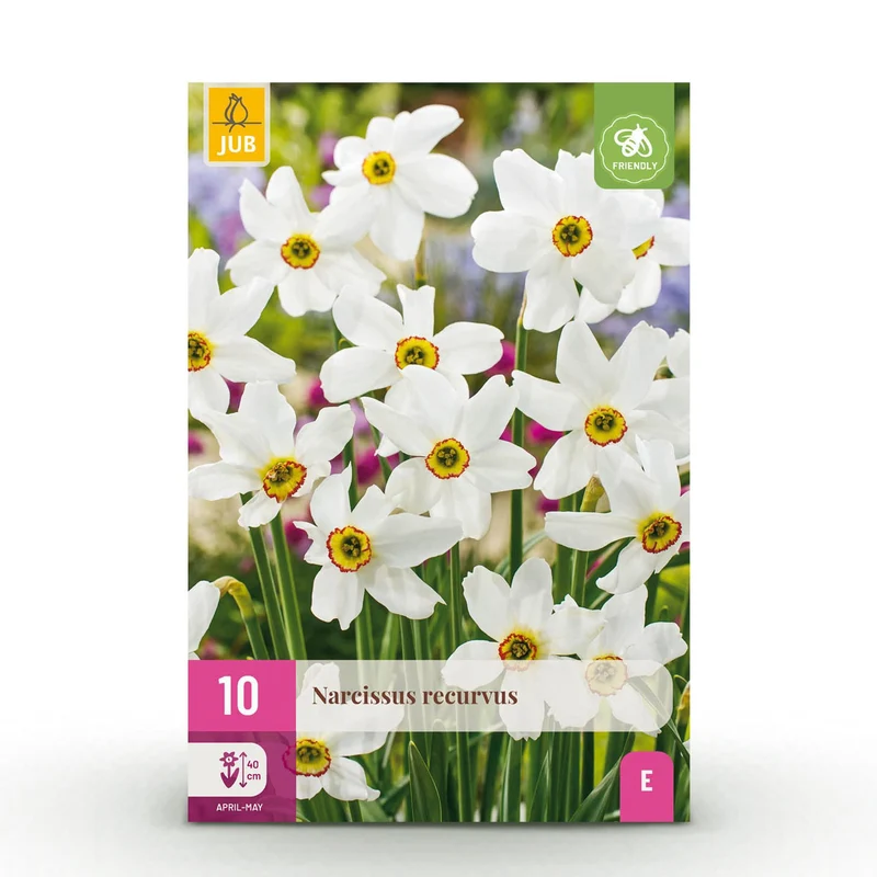 Narcis Recurvus
