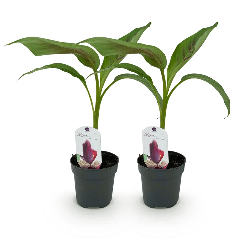 Bananen plant