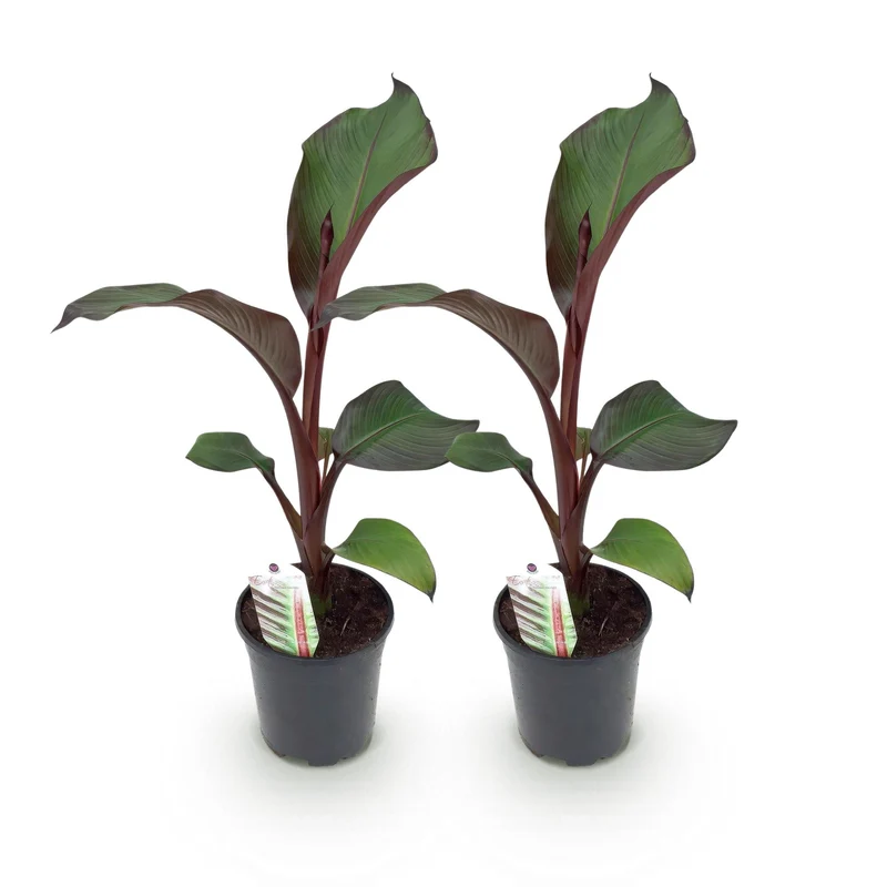 2x Bananen plant