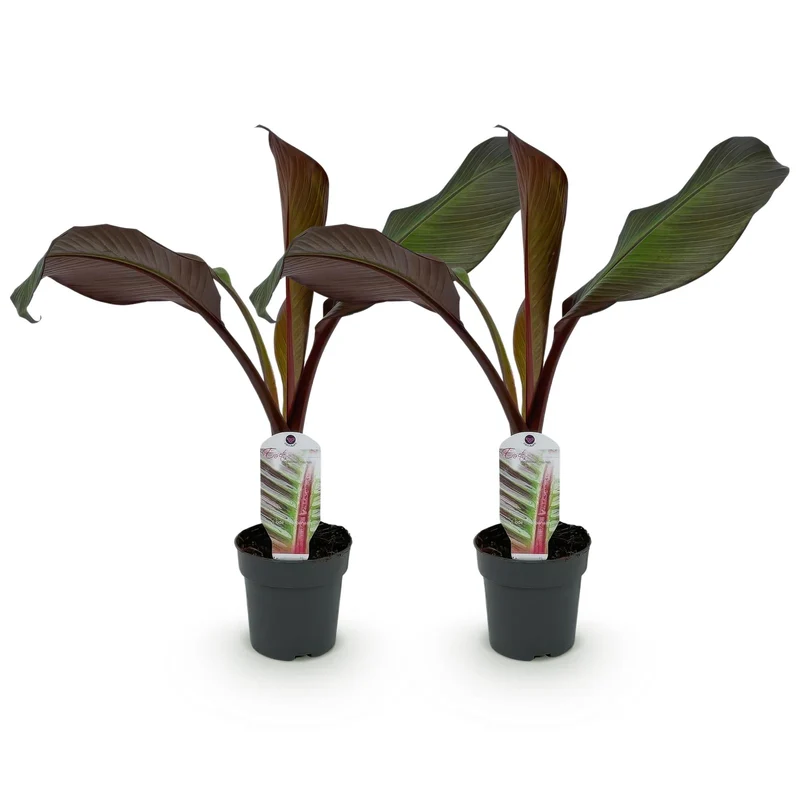 2x Bananen plant