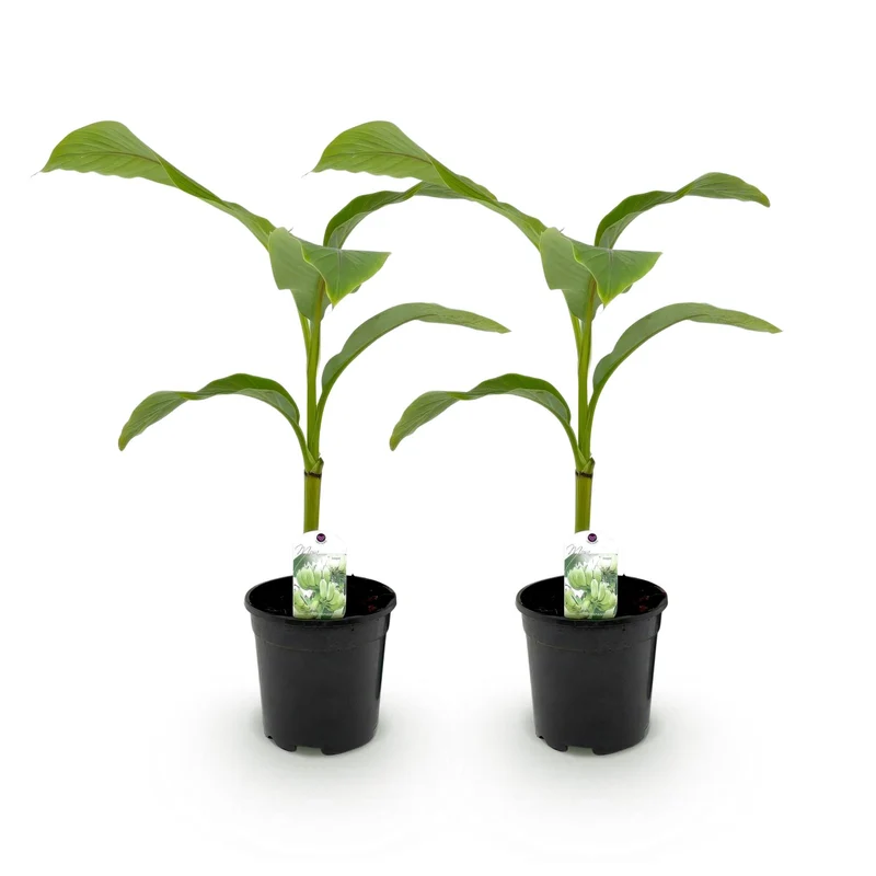 Bananen plant