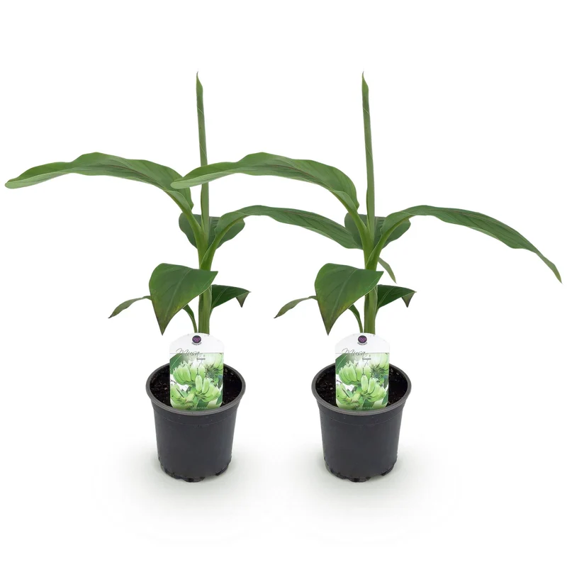 Bananen plant