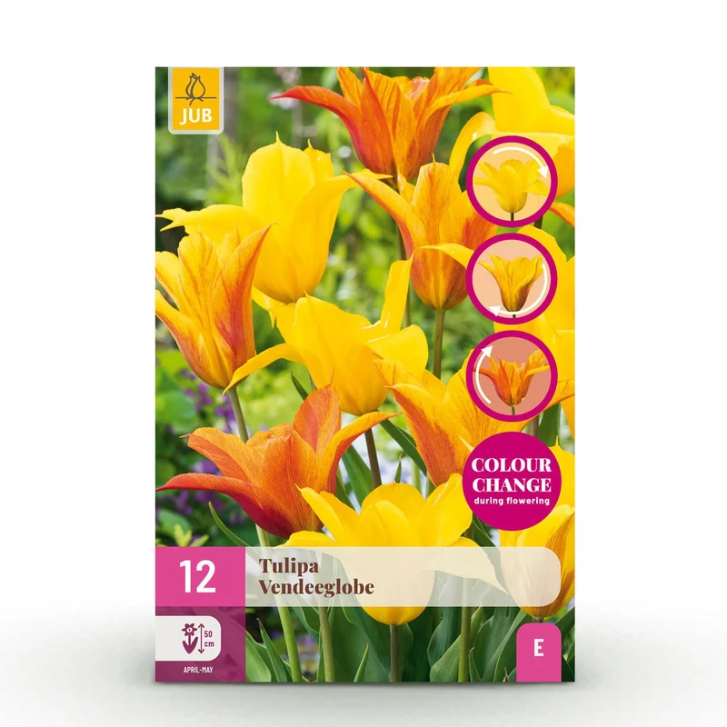 Tulp Vendeeglobe