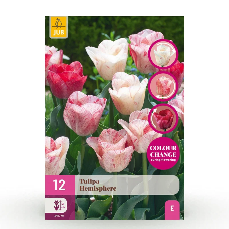 Tulp Hemisphere mix