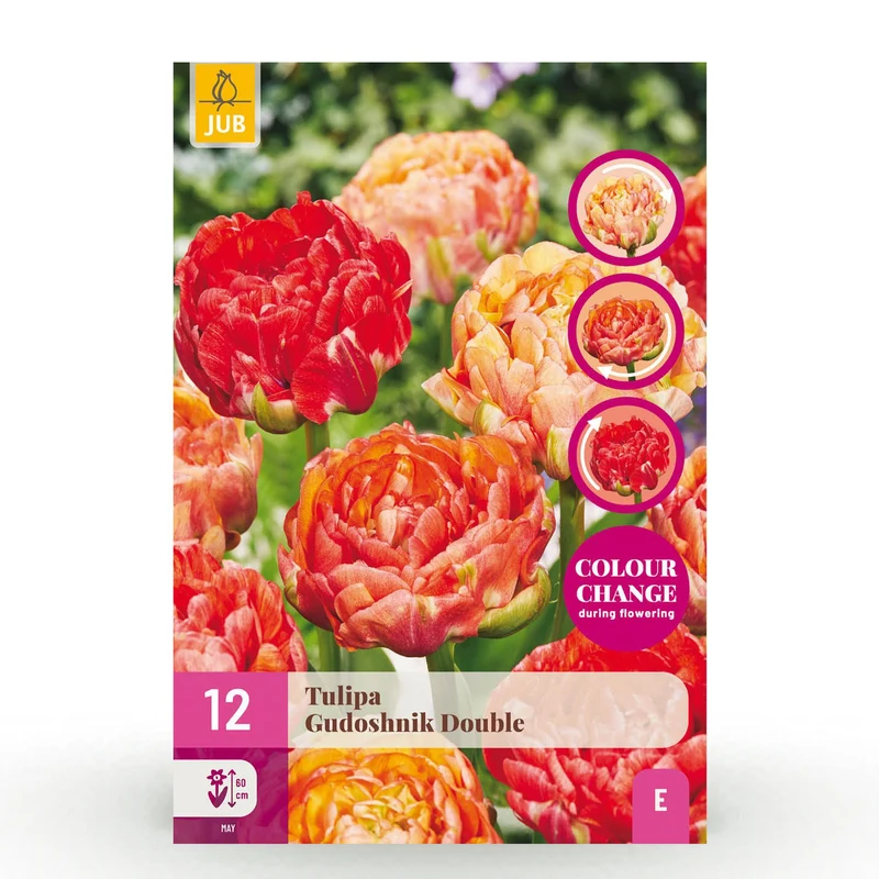 Tulp Gudoshnik Double
