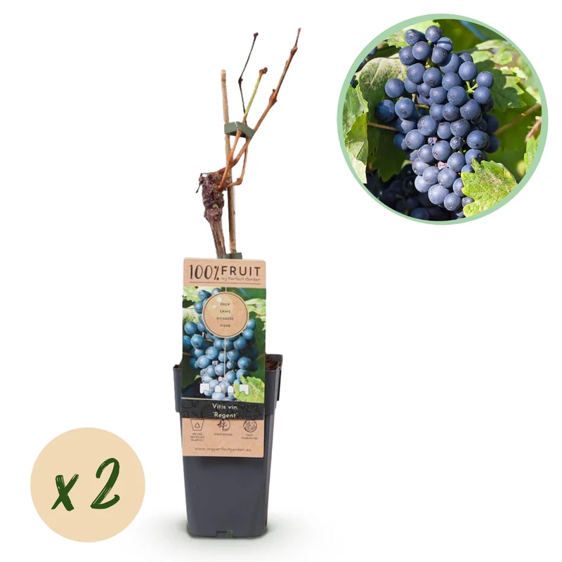 Vitis vinifera Regent