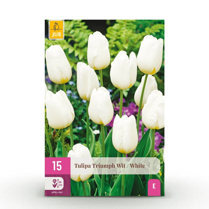 Tulp Triumph White