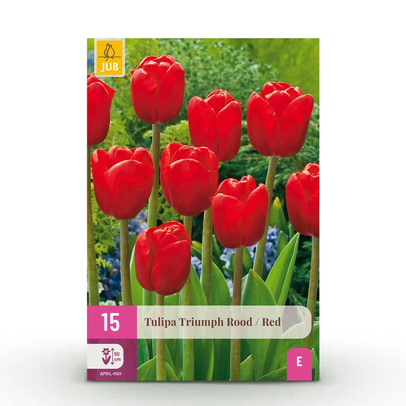 Tulp Triumph Red